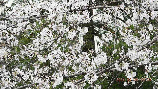 臨済宗建長寺派 東光山恩林寺 桜 5分咲き情報
