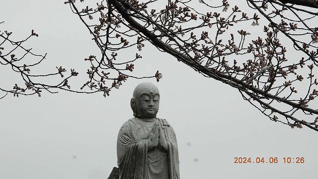 臨済宗建長寺派 東光山恩林寺 桜 5分咲き情報