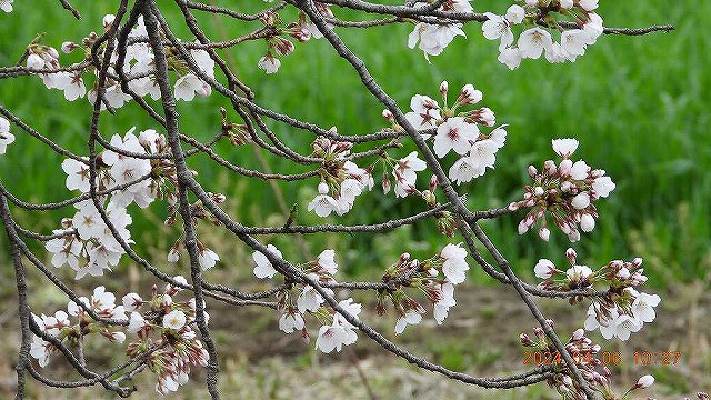 臨済宗建長寺派 東光山恩林寺 桜 5分咲き情報