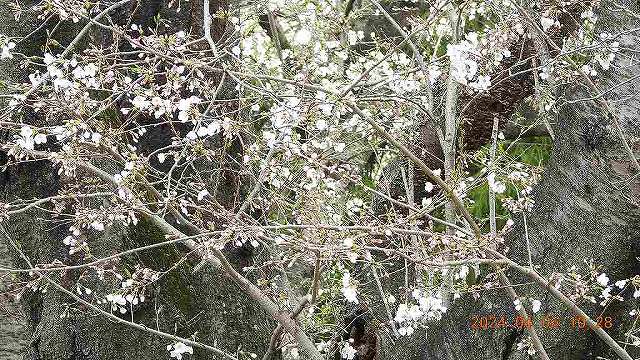 臨済宗建長寺派 東光山恩林寺 桜 5分咲き情報