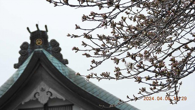 臨済宗建長寺派 東光山恩林寺 桜 5分咲き情報
