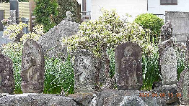 臨済宗建長寺派 東光山恩林寺 桜 5分咲き情報