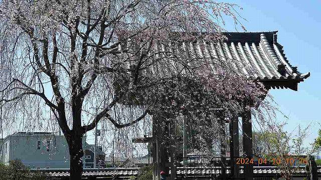 臨済宗建長寺派 東光山恩林寺 桜 満開情報