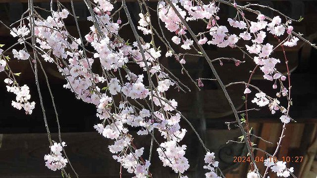 臨済宗建長寺派 東光山恩林寺 桜 満開情報