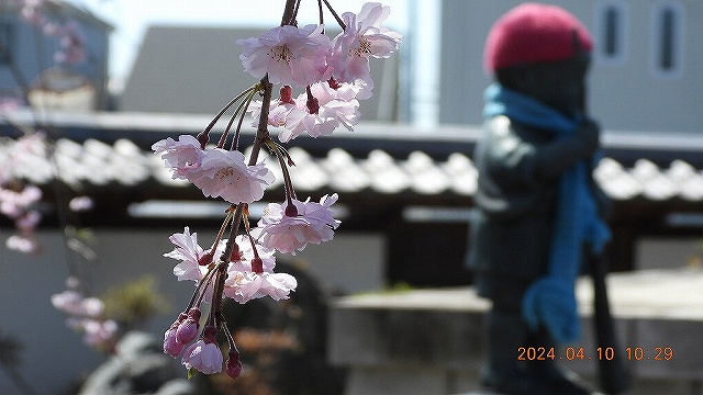 臨済宗建長寺派 東光山恩林寺 桜 満開情報