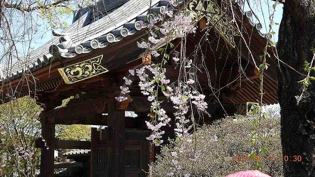 臨済宗建長寺派 東光山恩林寺 桜 満開情報