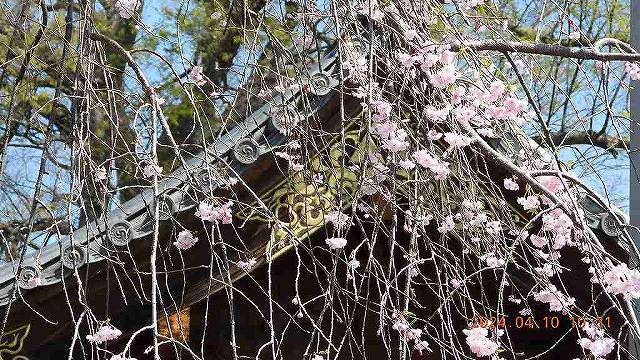 臨済宗建長寺派 東光山恩林寺 桜 満開情報