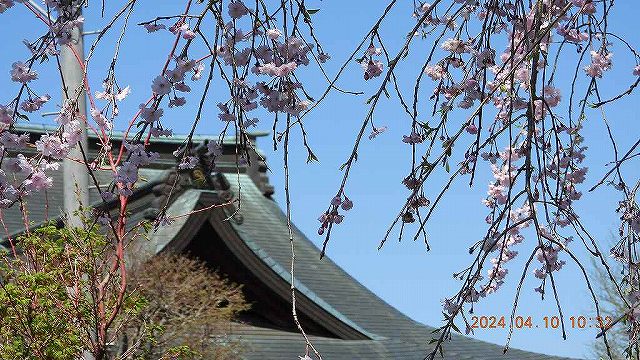 臨済宗建長寺派 東光山恩林寺 桜 満開情報