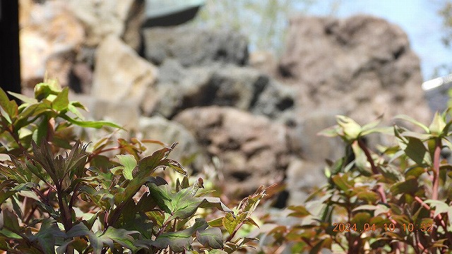 臨済宗建長寺派 東光山恩林寺 桜 満開情報