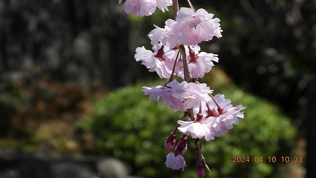臨済宗建長寺派 東光山恩林寺 桜 満開情報