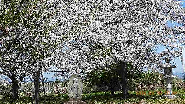 臨済宗建長寺派 東光山恩林寺 桜 満開情報