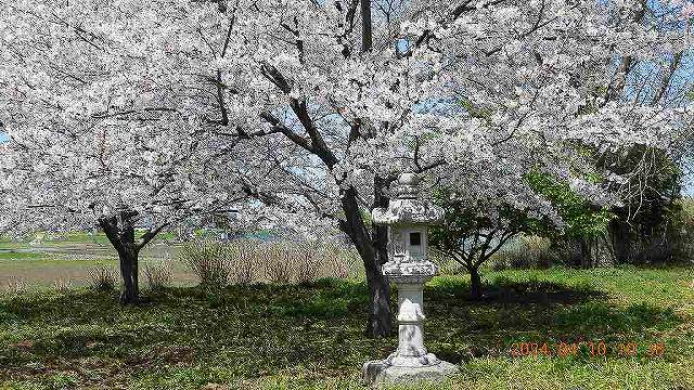 臨済宗建長寺派 東光山恩林寺 桜 満開情報