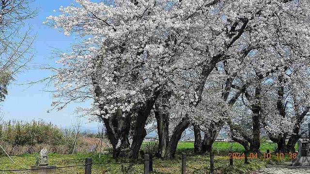 臨済宗建長寺派 東光山恩林寺 桜 満開情報