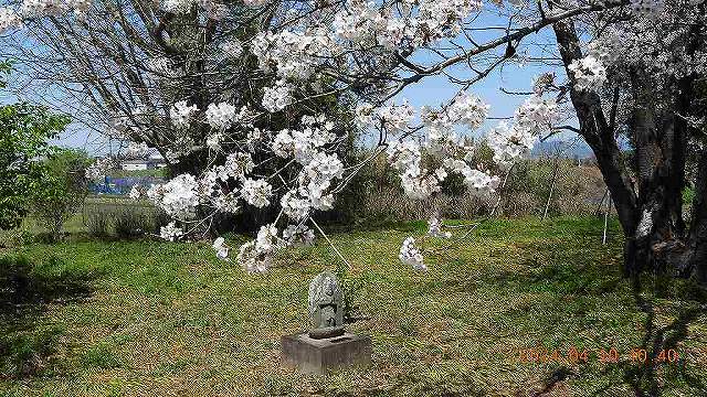 臨済宗建長寺派 東光山恩林寺 桜 満開情報