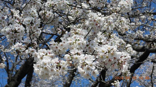 臨済宗建長寺派 東光山恩林寺 桜 満開情報