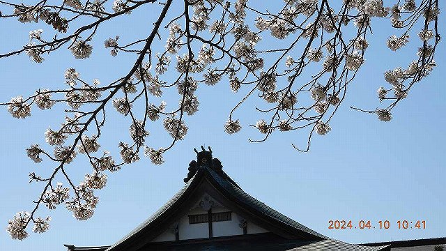 臨済宗建長寺派 東光山恩林寺 桜 満開情報