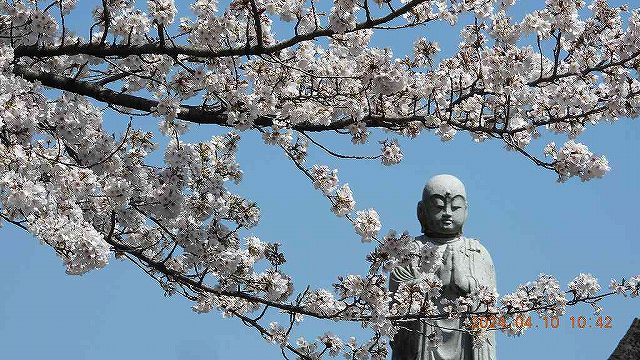 臨済宗建長寺派 東光山恩林寺 桜 満開情報