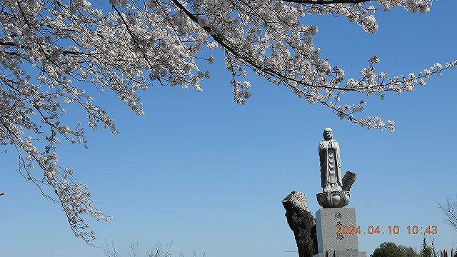 臨済宗建長寺派 東光山恩林寺 桜 満開情報