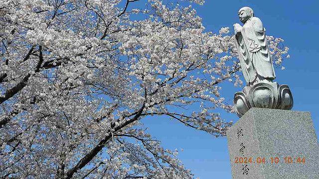 臨済宗建長寺派 東光山恩林寺 桜 満開情報