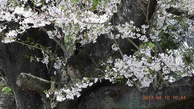 臨済宗建長寺派 東光山恩林寺 桜 満開情報