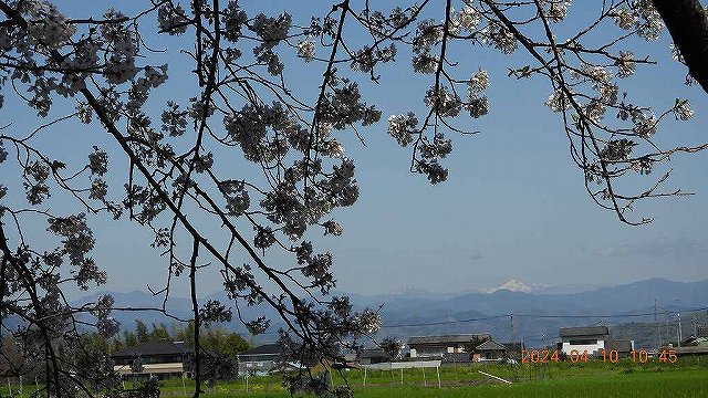 臨済宗建長寺派 東光山恩林寺 桜 満開情報