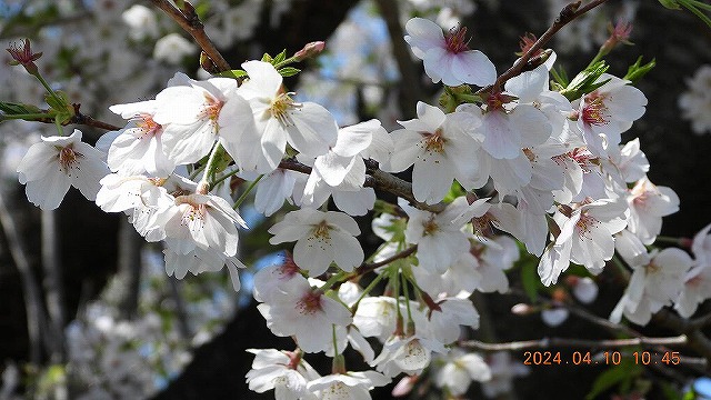 臨済宗建長寺派 東光山恩林寺 桜 満開情報