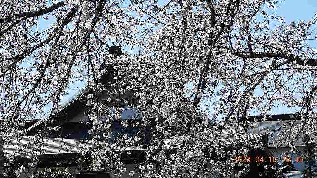 臨済宗建長寺派 東光山恩林寺 桜 満開情報