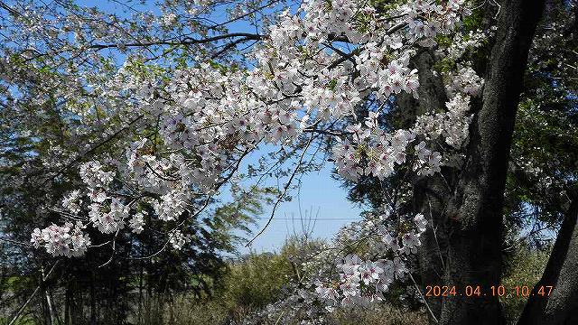臨済宗建長寺派 東光山恩林寺 桜 満開情報