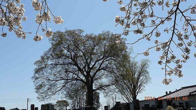 臨済宗建長寺派 東光山恩林寺 桜 満開情報