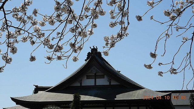 臨済宗建長寺派 東光山恩林寺 桜 満開情報