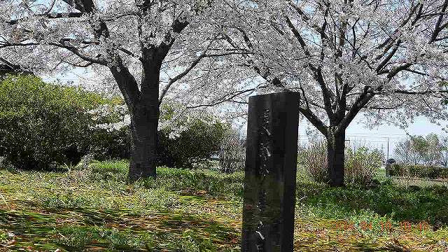 臨済宗建長寺派 東光山恩林寺 桜 満開情報