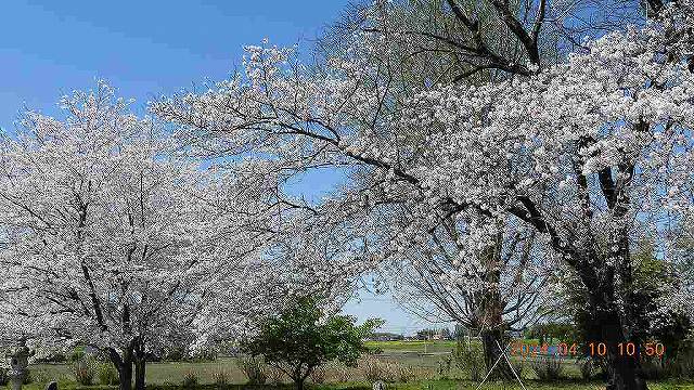 臨済宗建長寺派 東光山恩林寺 桜 満開情報