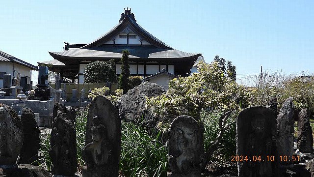 臨済宗建長寺派 東光山恩林寺 桜 満開情報