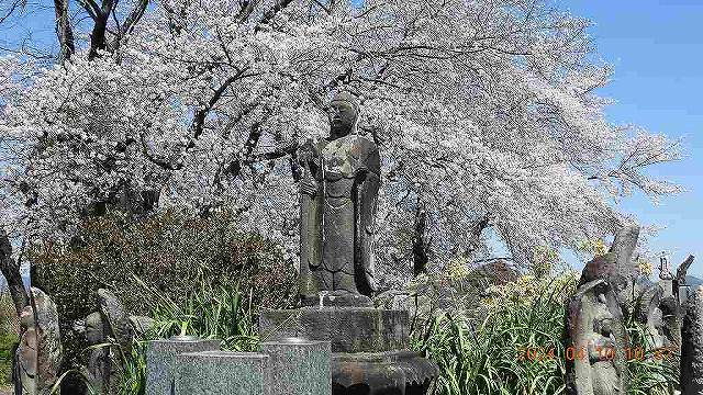 臨済宗建長寺派 東光山恩林寺 桜 満開情報
