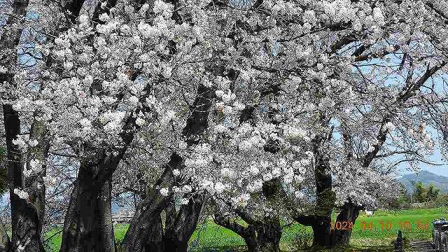 臨済宗建長寺派 東光山恩林寺 桜 満開情報