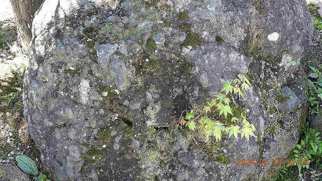 臨済宗建長寺派 東光山恩林寺 桜 満開情報