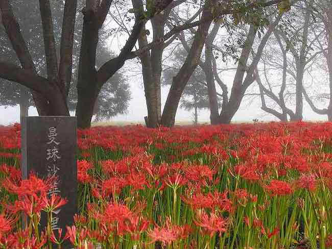 恩林寺 曼珠沙華の里
