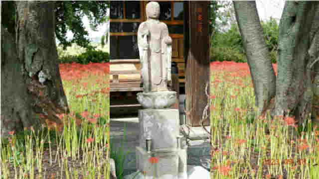 臨済宗建長寺派 東光山恩林寺 彼岸花 開花情報